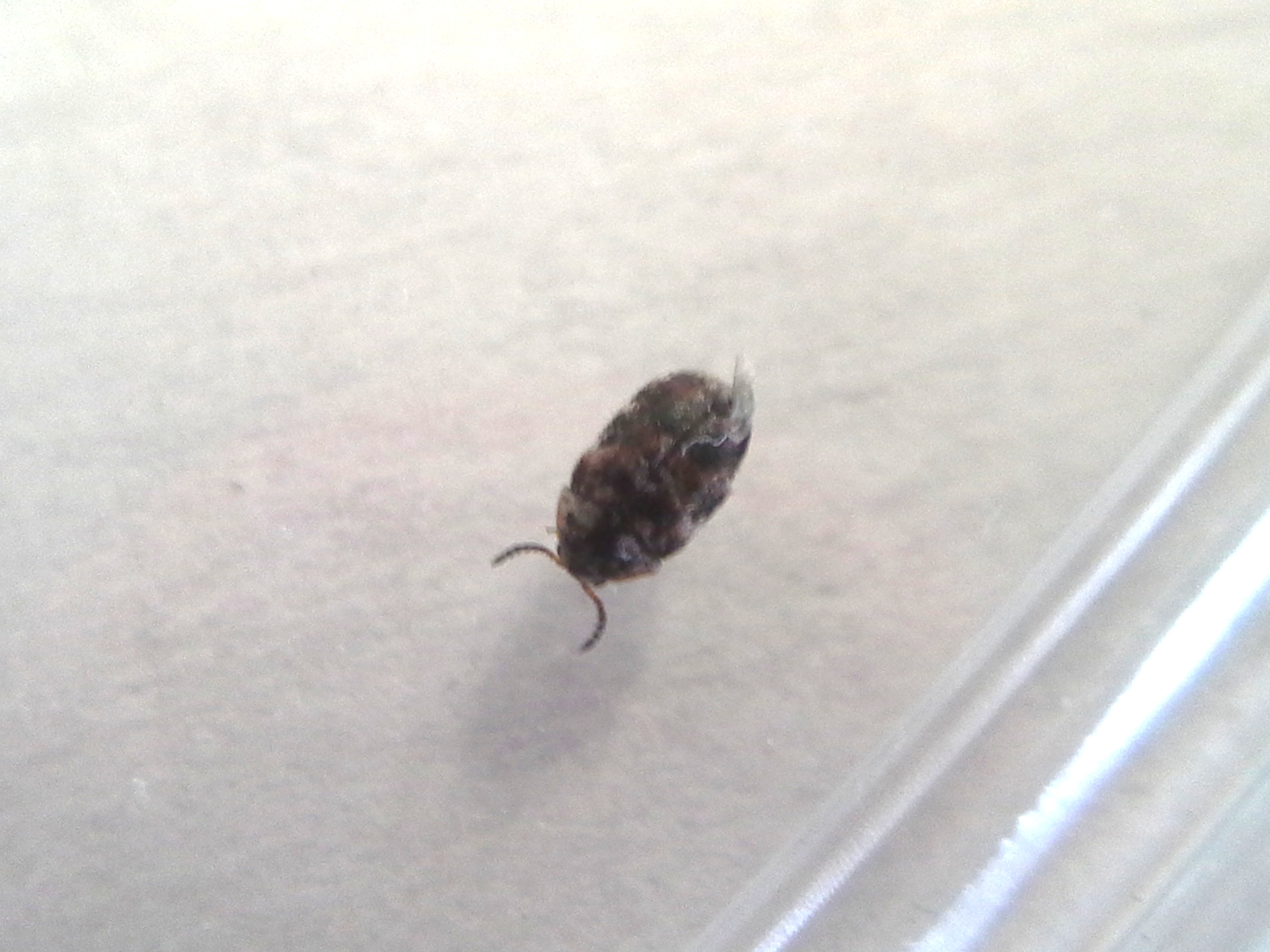 Bug Bomb For Carpet Beetles Spray the entire floor or