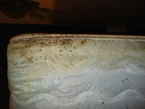 Bed Bugs Colorado Springs - Bed Bug Control - Mug-A-Bug