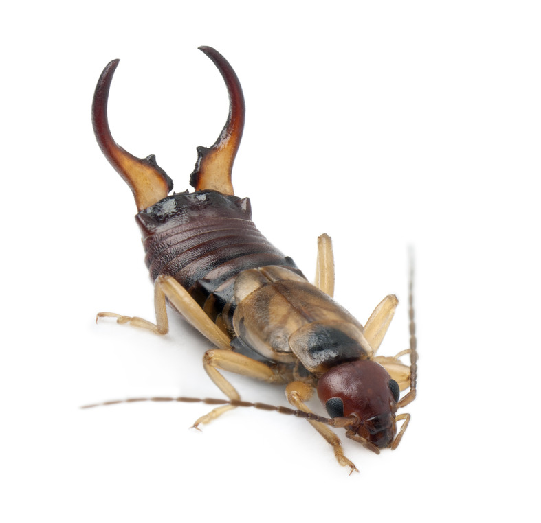 Bugs in Colorado Springs Pest Control Companies MugABug