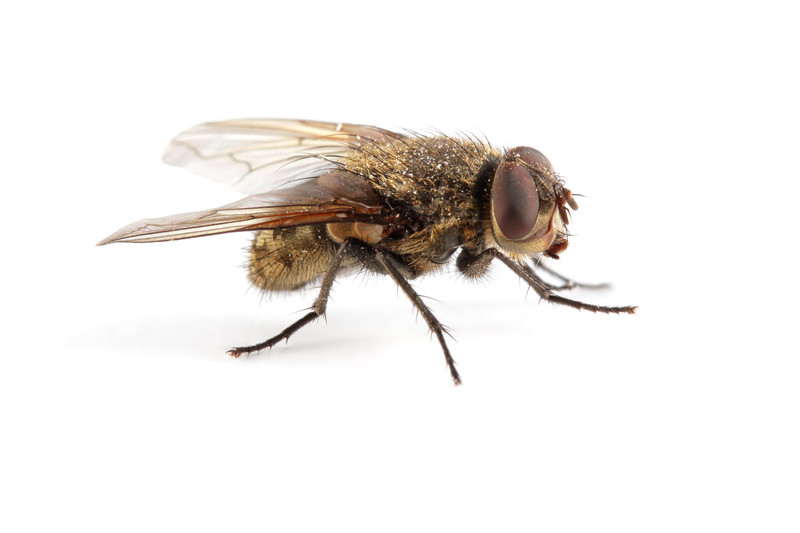 House Fly Removal