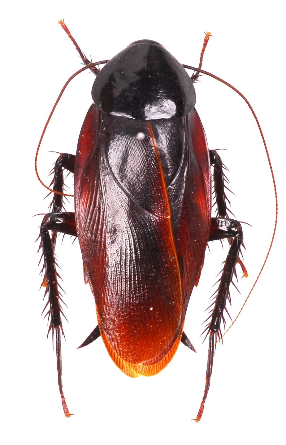 Roaches in apartment law illinois information