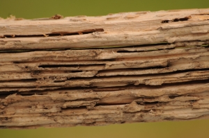 Termite Damaged Wood