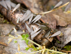 Termite Swarmers 