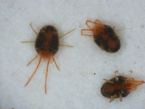 clover-mites