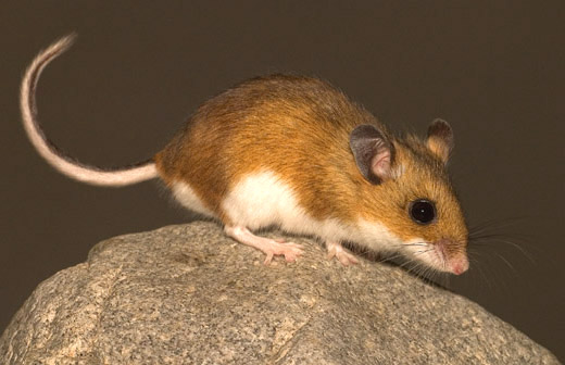 packrat colorado packrat colorado
