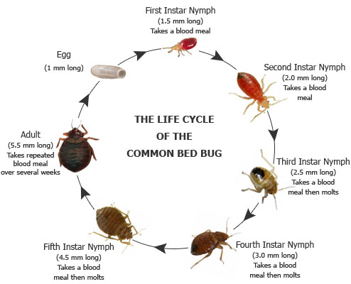 bed bug cycle