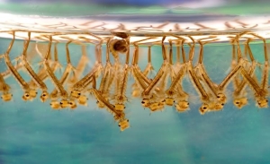 Mosquito Larvae