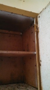 In cases of severe infestations, roaches unable to find a crack or crevice in which to hide may be seen crawling on cabinets, doors, walls and floors even during daylight hours.