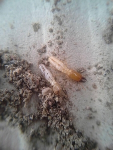Subterranean Termites (Worker on left - Soldier on right)