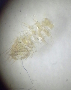 Cast Skin of Larva - Under mircoscope magnification
