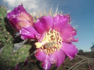 Mug A Bug Pest Control, Colorado Springs, Honey Bee on Cactus Flower