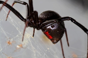 Mug A Bug Pest Control, Colorado Springs, Western Black Widow