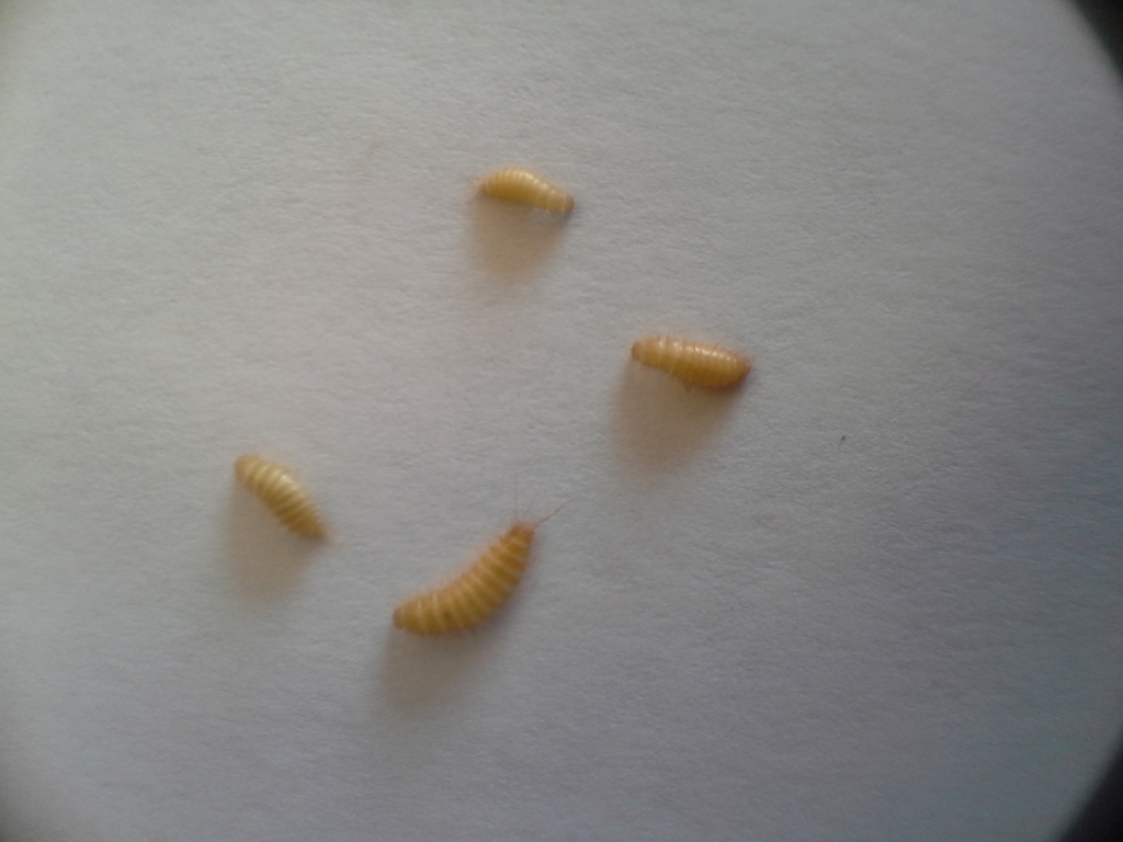 Where Do Black Carpet Beetles Lay Eggs