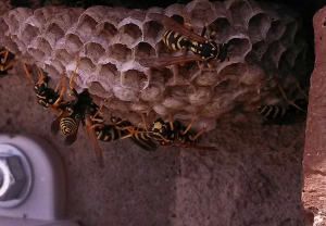 Mug A Bug Pest Control, Colorado Springs, European Paper Wasps