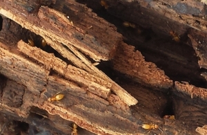 Citronella ants found under decaying wood