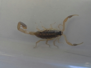 Mug A Bug Pest Control, Colorado Springs, Common Stripped Bark Scorpion