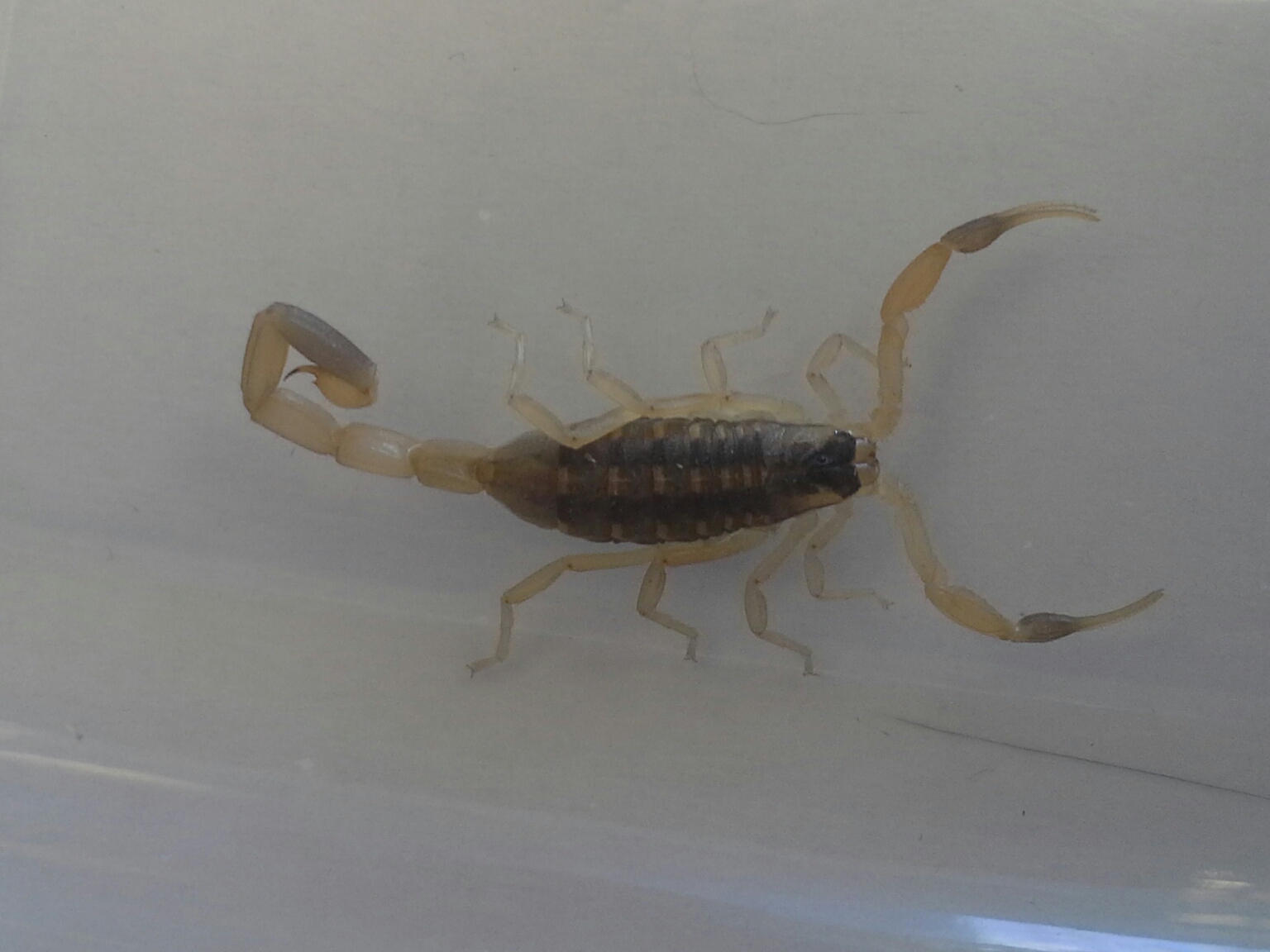 Colorado's Scorpion Removal Service - Mug-A-Bug