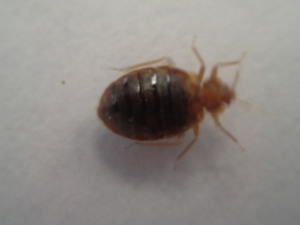 Mug A Bug Pest Control, Colorado Springs, Female Bed Bug