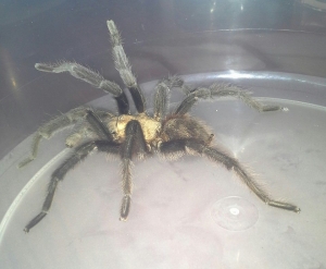 Mug A Bug Pest Control, Colorado Springs, Oaklahoma Brown Tarantula