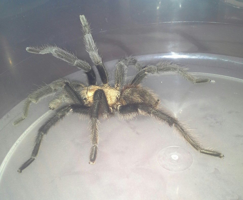 Tarantulas in Colorado MugABug