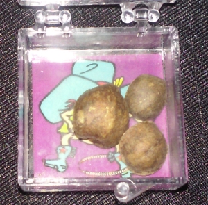 Mexican Jumping Beans are commonly sold as novelty items in stores.