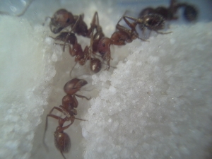 Western Harvester Ants in an ant farm
