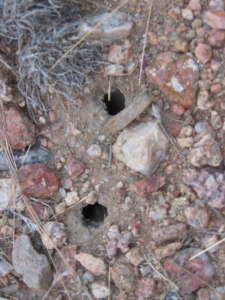 Mug A Bug Pest Control, Colorado Springs, Cicada Holes