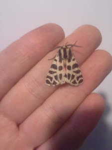 Mug A Bug Pest Control, Colorado Springs, Garden Tiger Moth