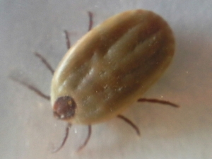 Engorged Tick - Many ticks can be difficult to identify when they are engorged and should be saved when found in the event that identification is needed.