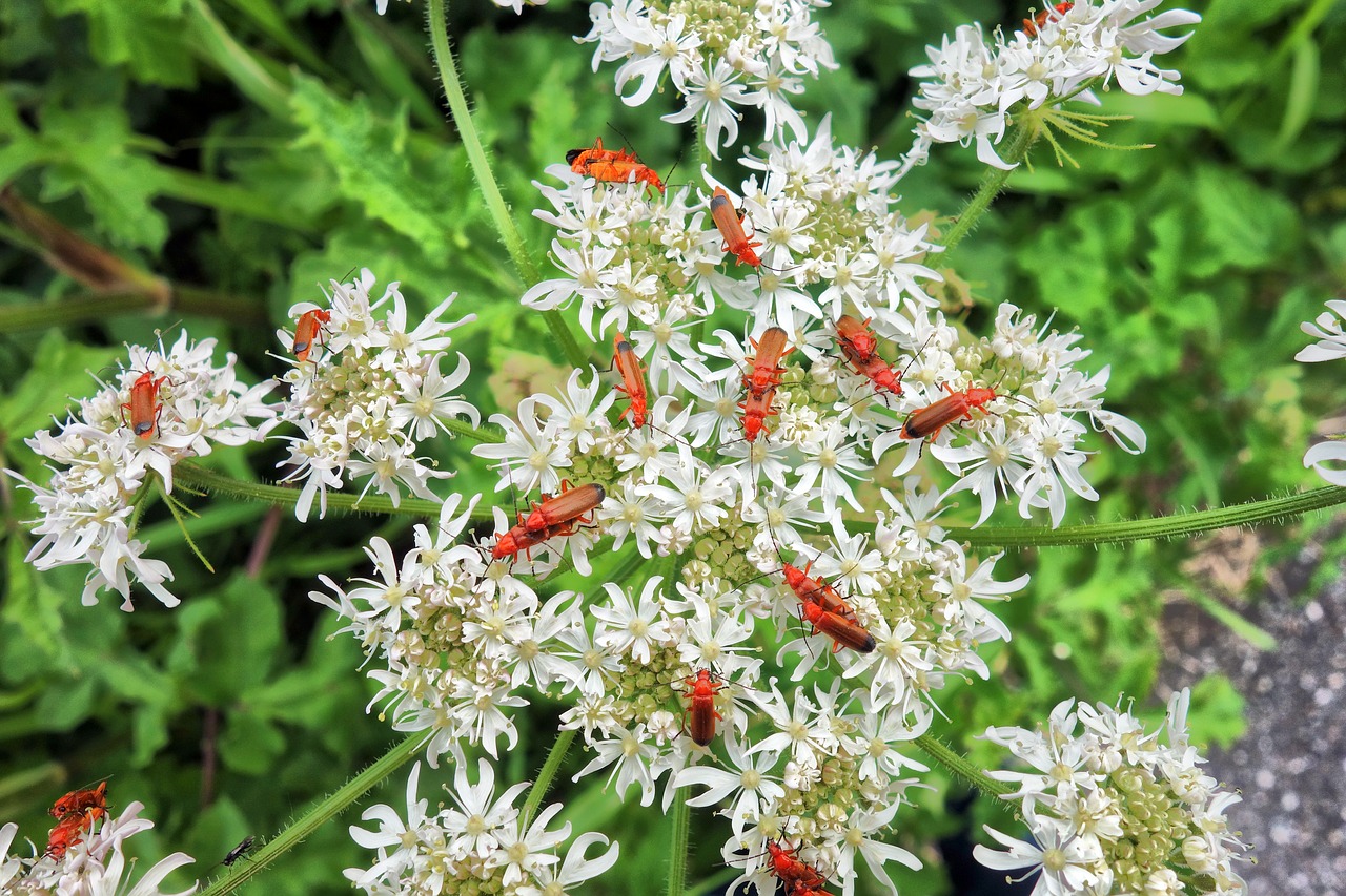 What Are Soldier Beetles & How To Get Rid of Them in Colorado MugABug