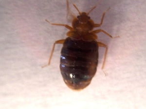 Adult Bed Bug