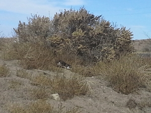 Feral cat hiding in vegetation south of Colorado Springs