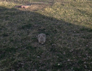 Cottontail Rabbit