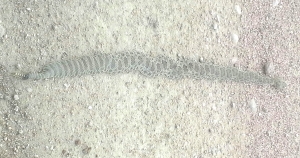 Rattle Snake sunning itself on a gravel road south of Colorado Springs.