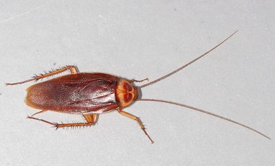 American Cockroaches in Colorado