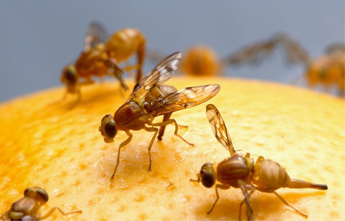 How To Remove Fruit/Vinegar Flies From Your Home