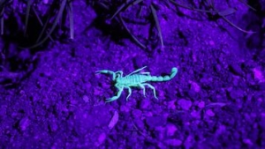 scorpion glowing