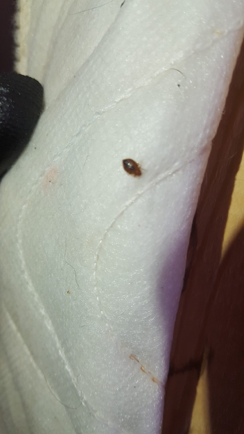 Bed Bug Exterminator Bed Bug Control Colorado Springs MugABug