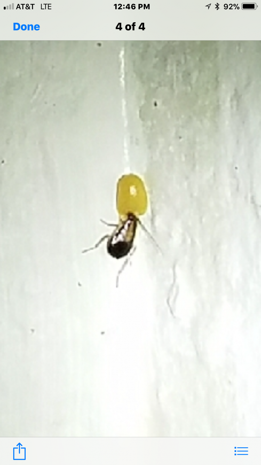 Roach Removal Cockroach Exterminator MugABug Pest Control