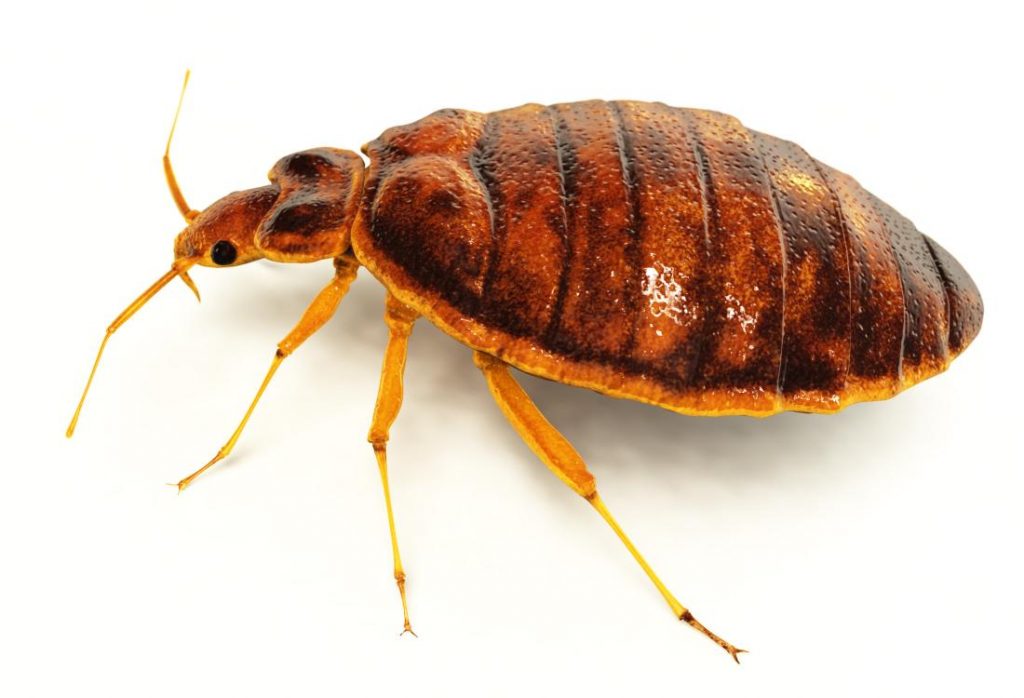 Bed Bug Exterminator Bed Bug Control Colorado Springs MugABug