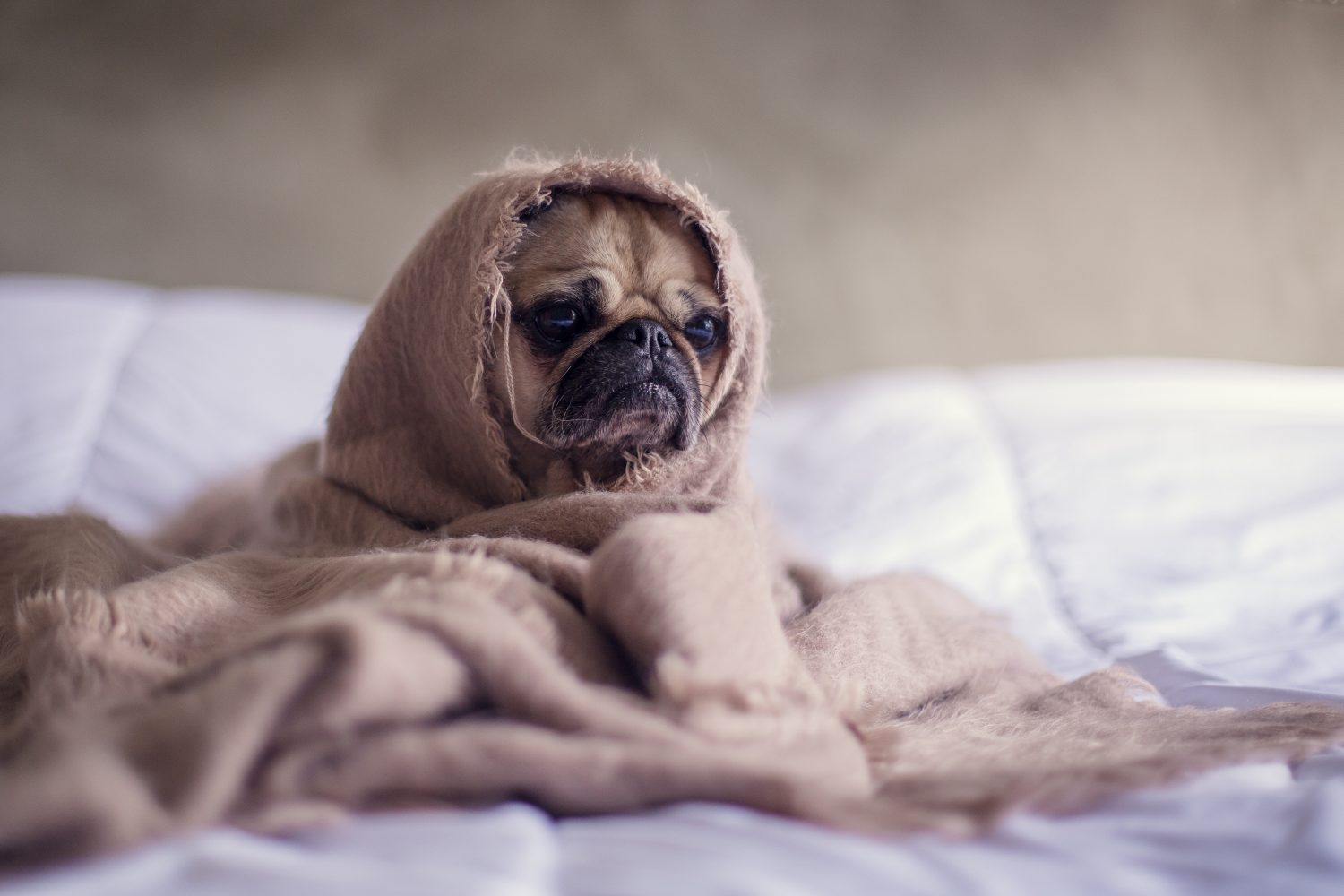 Summer Pest Control Colorado Springs - Pets & Bugs Summer Pest Control Colorado Springs - Pets & Bugs