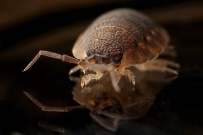 Know When to Hire a Pest Control Professional