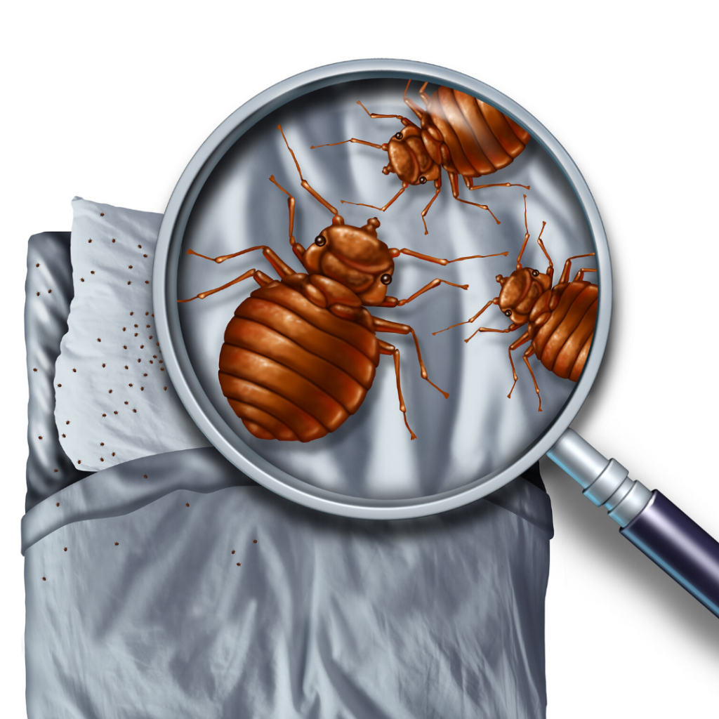 Prevent Bed Bugs in Colorado Springs