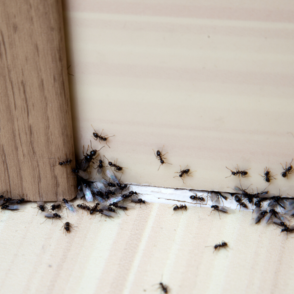 6 tips to Prevent Ants Colorado Springs