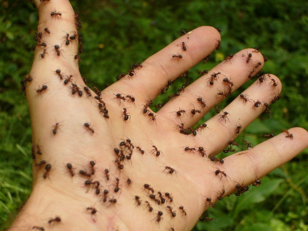 Type of Ants in Colorado