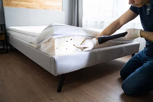 bed bug removal