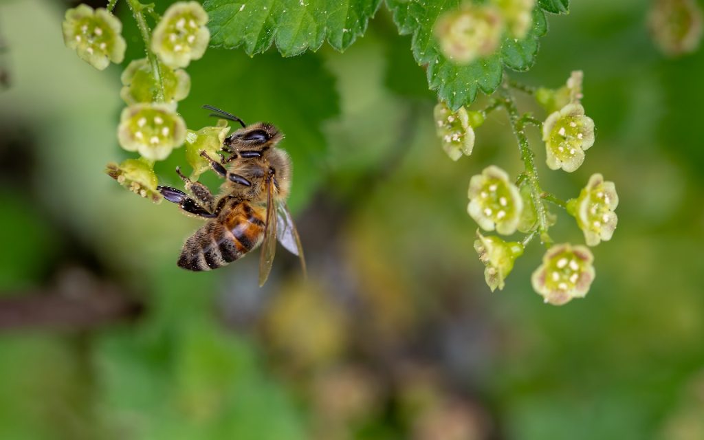 Stinging Insect Guide Colorado Springs