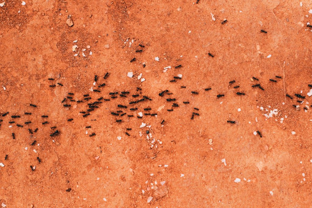 Ant Home Prevention Colorado Springs