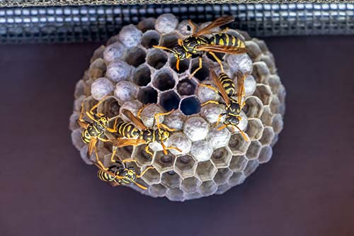 wasp and bee removal