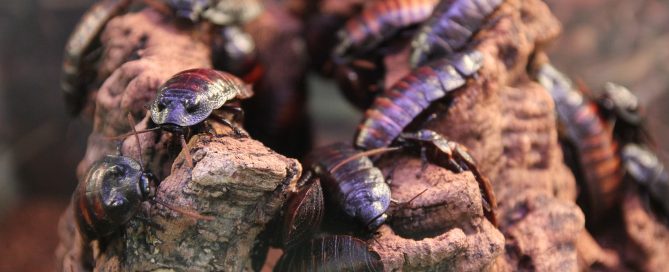 Cockroaches and diseases in your Colorado Springs home